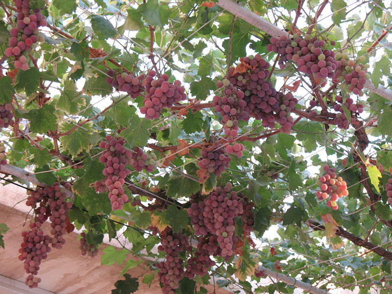 800px-Vitis_vinifera